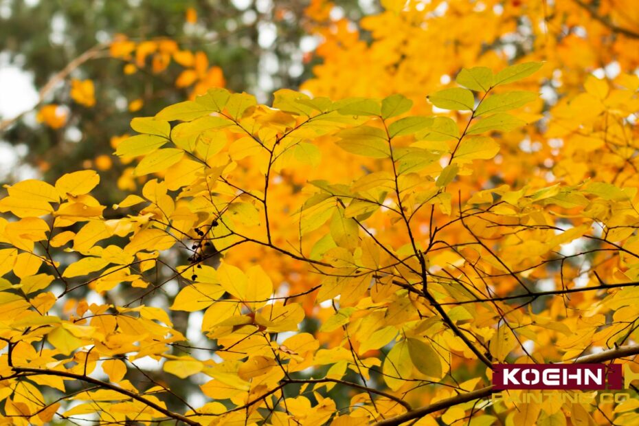 fall exterior paint work